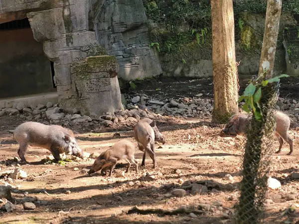 Bir grup yaban domuzu doğal bir orman ortamında yiyecek ararken görülüyor..