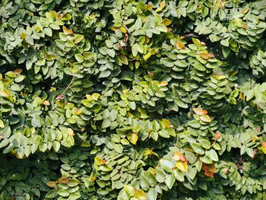 Yoğun yeşil tırmanma yaprakları doğal, dokulu bir duvar oluşturur..