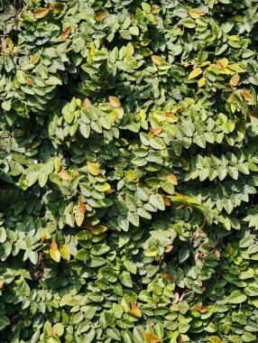 Dense green foliage of a climbing vine covering a wall, creating a natural textured background.