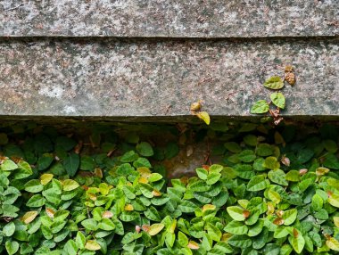 Close-up view of a weathered stone wall with vibrant green creeping fig vines growing across its surface, showcasing natural textures and organic growth.