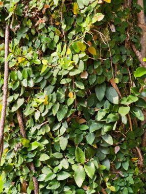 Küçük yapraklarla dolu yoğun, canlı yeşil bir sarmaşık ağaç gövdesinin dokusunu kaplayarak doğal ve organik bir desen oluşturur..
