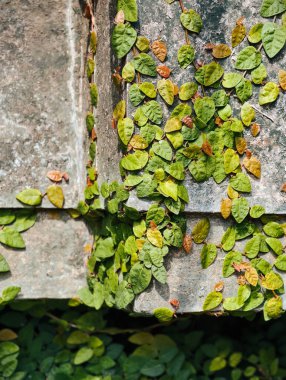 Canlı yeşil sarmaşık bitkisinin yakın görüntüsü. Küçük yapraklar tırmanıyor ve sert, desenli beton bir duvarı kaplıyor. Doğal büyümeyi gösteriyor..