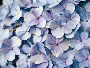 Mavi ve mor tonlarında çiçek açan ortanca çiçeklerinin yumuşak odaklı makro görünümü.