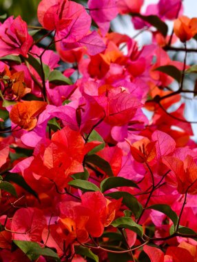Yeşil yapraklı parlak pembe ve turuncu bougainvillea çiçeklerinin yakın çekimi, güzellikleri gözler önüne seriyor..