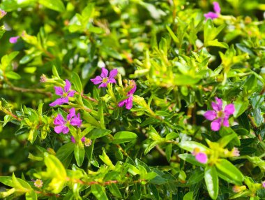 Canlı yeşil yapraklar, küçük, karmaşık mor çiçekler, doğal bir ortamda çiçek açıyor..