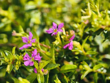 Close-up view of small, vibrant purple flowers with intricate petals surrounded by soft, green leaves.