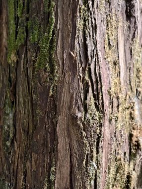 Yıpranmış ağaç kabuğunun detaylı makro görüntüsü doğal dokular ve organik büyüme gösteriyor..