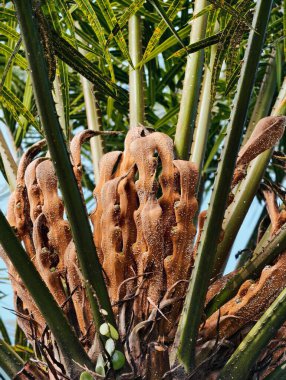 Sago Palms 'ın eşsiz, dokulu yeşil yapraklarla çevrili tohum konisinin detaylı görüntüsü.