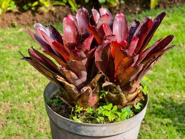 Gri tenceredeki kırmızı bromeliad bitkisi, bulanık yeşil bahçe arka planına karşı..