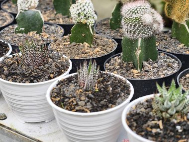 Parlak bir ortamda eşsiz dokularını ve şekillerini sergileyen çeşitli saksı ve kaktüslerin yakın plan görüntüsü..