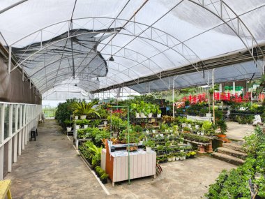 Sağlıklı bitkiler ve renkli çiçeklerle dolu geniş bir sera, canlı ve doğal bir atmosfer yaratıyor..