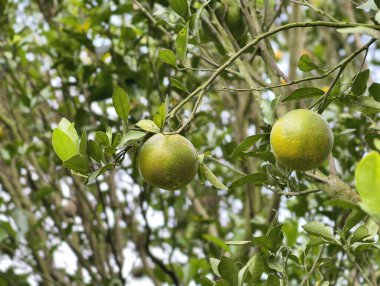 Close-up view of two unripe oranges hanging from a leafy tree branch, showcasing natural growth and vibrant greenery.