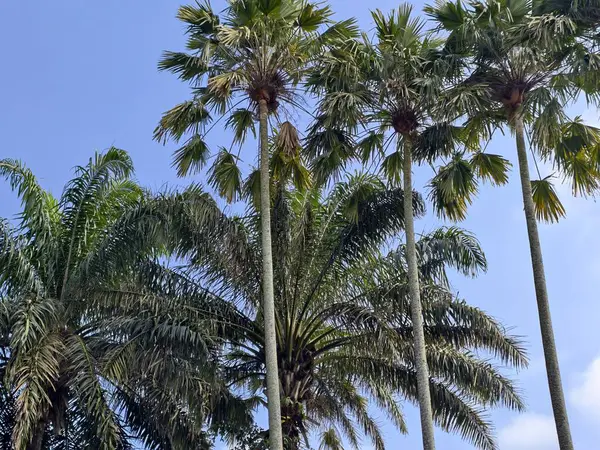 Parlak mavi gökyüzüne uzanan uzun, canlı palmiye ağaçları yemyeşil yapraklarını sergiliyor..