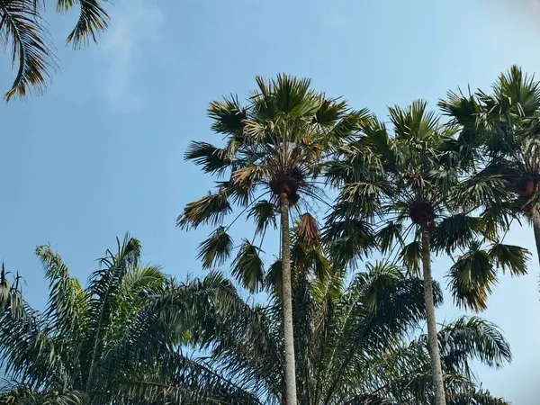 Parlak, bulutsuz mavi gökyüzüne uzanan yeşil yapraklı tropik palmiye ağaçları..