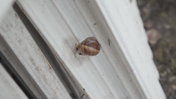 Snail Old Radiator High Quality Fullhd Footage — Stockvideo