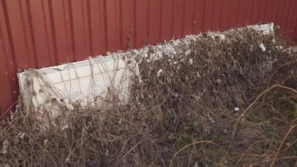 Door Overgrown Grass High Quality Fullhd Footage — Stok video