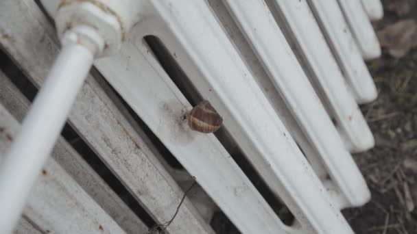 Snail Old Radiator High Quality Fullhd Footage — Video