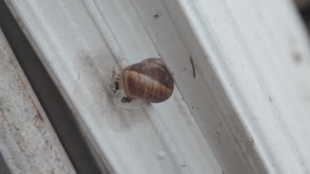 Snail Old Radiator High Quality Fullhd Footage — 비디오