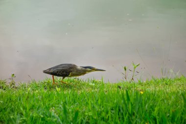 Striated heron, Butorides striata, aka mangrove heron. At pond side in brazilian nature.