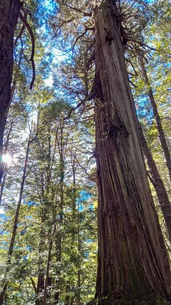 Çam Ağacının Alçak Açısı Ormandaki Kozalaklı Ağaçlar — Stok fotoğraf