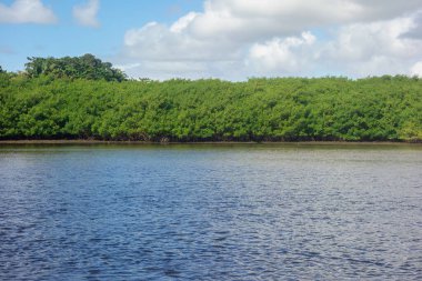 Tropikal nehrin yanındaki yemyeşil mangrov bitkisi..