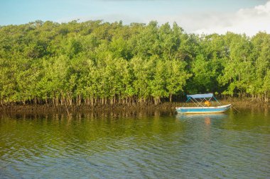 Mangrove ekosisteminde deniz kanalında küçük bir tekne seyrediyor..