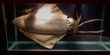 Balneario Picarras, SC, Brazil - 01.23.2024: collection of marine animals at Univali Oceanographic museum. clipart