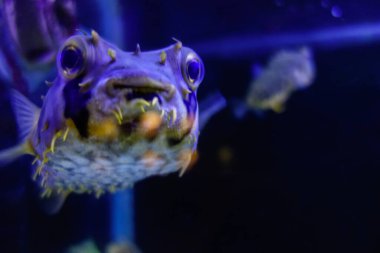pufferfish underwater, closeup view. Balloonfish , Spiny Porcupinefish.