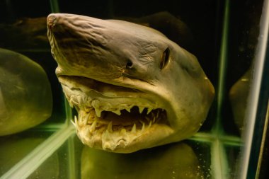 Balnear io Picarras, SC, Brezilya - 01.23.2024: Univali Okyanus Müzesi 'nde deniz hayvanları koleksiyonu.