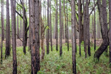 Ormanda çam ağaçları ve okaliptüs ağaçları yan yana..