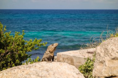 Mavi denize karşı kertenkelenin yüzünü ve vücudunu kapatın..