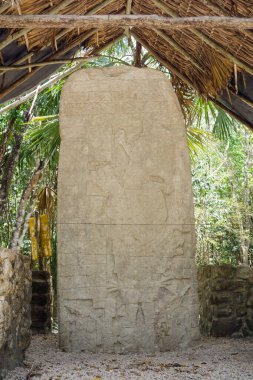 Antik Maya 'nın Coba' daki yazıtları arkeolojik alanı harabeye çevirir. Meksika.