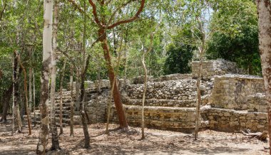 Coba arkeolojik alanı harap ediyor. Meksika 'daki Antik Maya Harabeleri.
