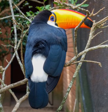 Toco Toucan, Ramphastos toco, Brezilya 'ya tünemiş..