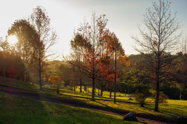 Brezilya, Curitiba 'daki Tangua parkında sonbahar ağaçları. Gün batımı.