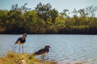 Vanellus Chilensis, göl kenarındaki çimenlik arazide..