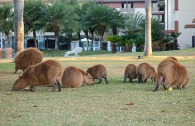 Brezilya 'nın Brasilia kentindeki kondominyum bölgesinde beslenen büyük bir grup capybaras, Hydrochoerus hydrochaeris..