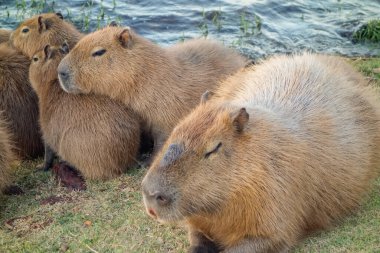 Capybaras ailesi, Hydrochoerus hydrochaeris, gölün kenarında..