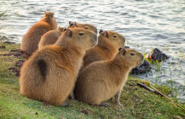 Capybaras ailesi, Hydrochoerus hydrochaeris, gölün kenarında..