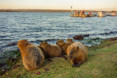 Brasilia, Brezilya - 22 Haziran 2024: Paranoya Gölü kıyısında Capybaras ailesi.