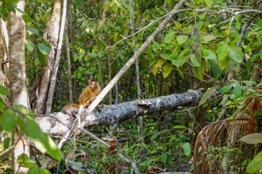 Sapajus libidinosus maymunu ya da siyah çizgili Capuchin. Brezilya Ormanı.