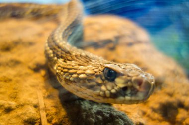 close up of Crotalus durissus snake, or South American rattlesnake. Brazilian Cascavel. clipart