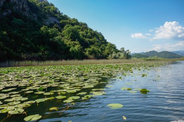 Karadağ 'ın Skadar Gölü kıyısında, Güney Avrupa' da zambaklar ve sazlıklar.