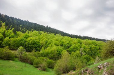 İlkbaharda yeşilin gölgeleri olan orman.