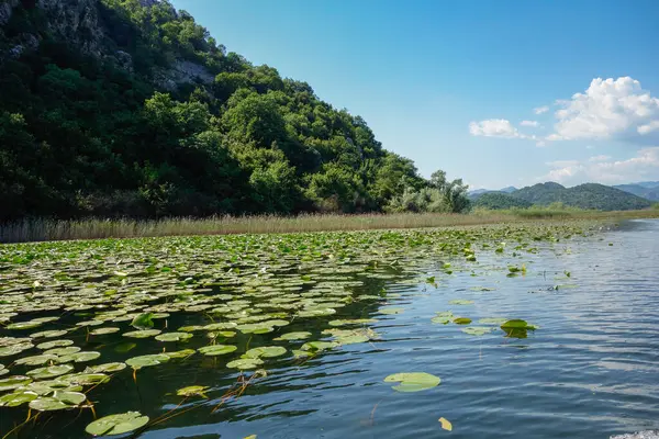 Karadağ 'ın Skadar Gölü kıyısında, Güney Avrupa' da zambaklar ve sazlıklar.