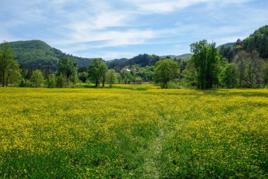 Karadağ 'ın Çetince kenti: İlkbaharda güzel sarı çiçek tarlası.