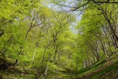 İlkbaharda Hırvatistan 'daki Plitvice Gölleri Ulusal Parkı' nda yeşil orman.