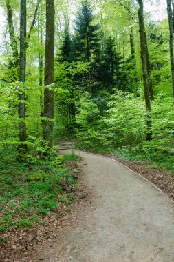 İlkbaharda Hırvatistan 'daki Plitvice Gölleri Ulusal Parkı' nda yeşil orman.