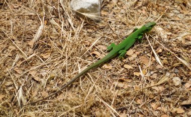 Balkan yeşil kertenkelesi Lacerta trilineata, yerde.