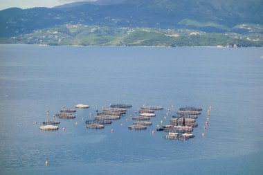 Denizde istiridye ve midye yetiştirmek için çiftlikler. Panoramik görünüm.